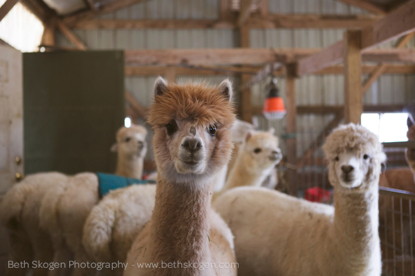 Sauk Creek Alpacas