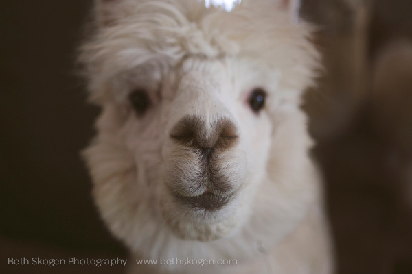 Sauk Creek Alpacas