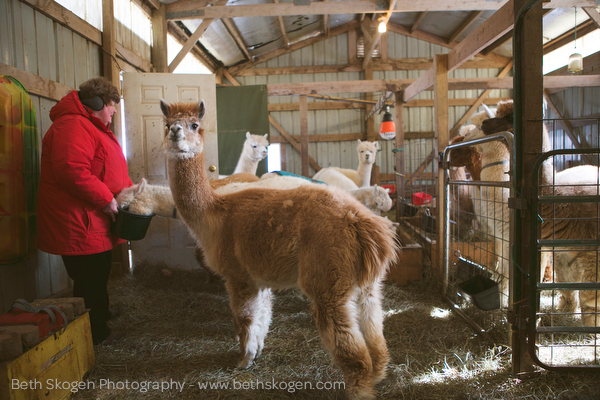 Sauk Creek Alpacas