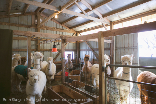 Sauk Creek Alpacas