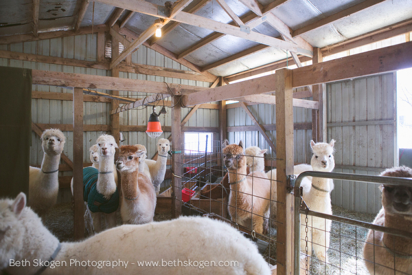 Sauk Creek Alpacas